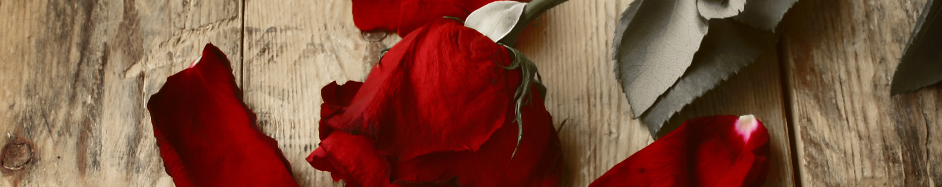 Wilted Rose